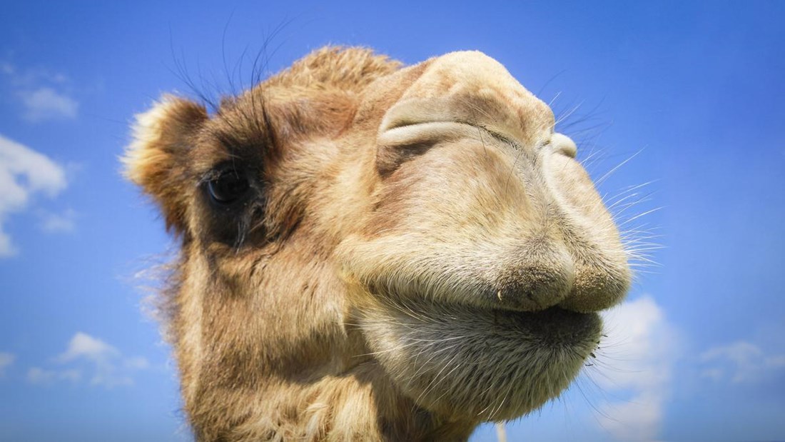 Δείξε μου την καμήλα σου…